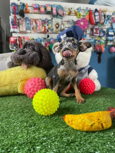 Pinscher miniatura fêmea arlequim 