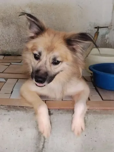 Cachorro 