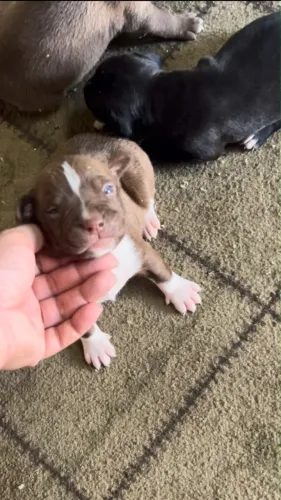 Pitbull filhotes