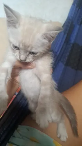 Estou doando gatos