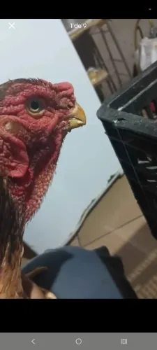 Matriz Índio bico curto, barbela de boi com 9 pintinhos