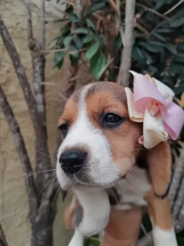 13" Filhotes Beagle com Pedigree!! Parcelamos em até 10x!!