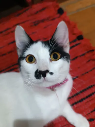 Doação de gata