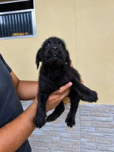 Doação de filhotes