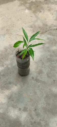 MUDAS DE LICHIA, AMORA E PITANGA