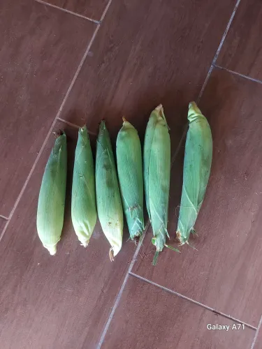 Milho verde ( PROMOÇÃO)