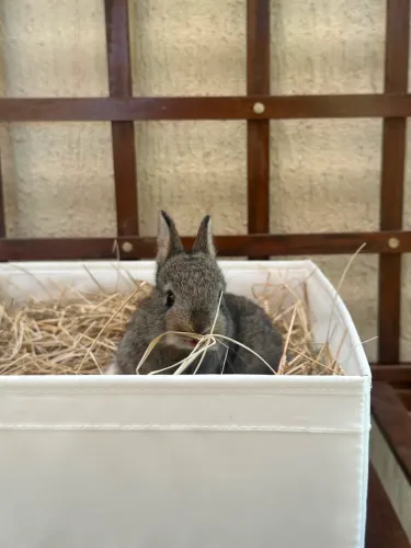 Vendo filhotes de coelhos