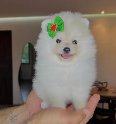 Spitz alemão ótimos filhotes brancos com pedigree