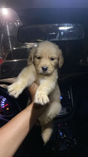 Filhote Golden Retriever, descubra a felicidade pura!