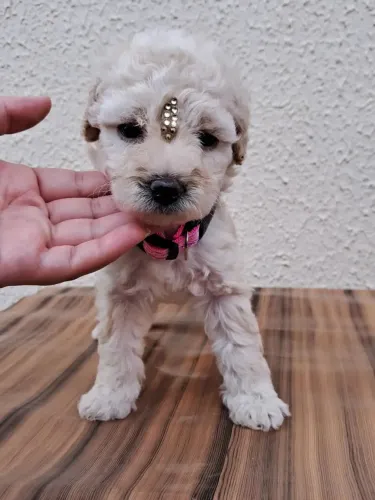 Poodle n°1