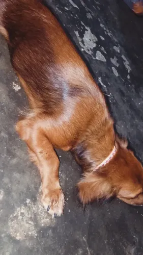 Dachshund