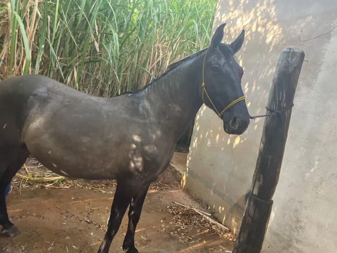 Cavalo registrado de marcha picada