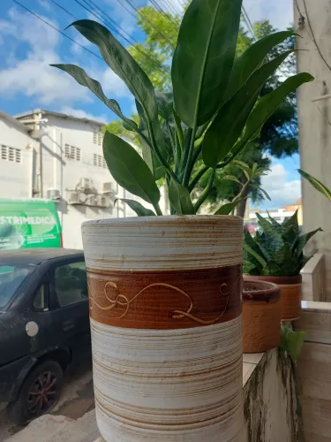 Planta