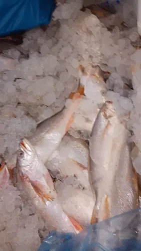 Temos camarão simza peixe filé tudo pronta entrega