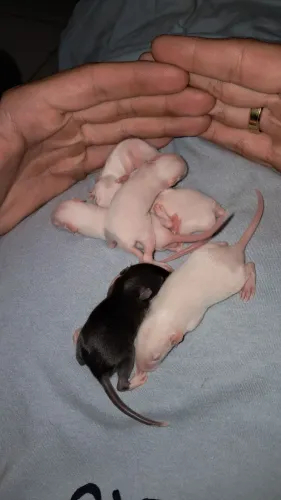 Ratinhos twister para adoção responsável 