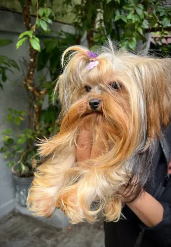 Vendo Linda Yorkshire Terrier Fêmea - 1 Ano