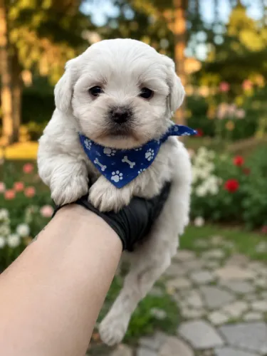 Filhotes de Lhasa apso macho branquinho! Todo branco 