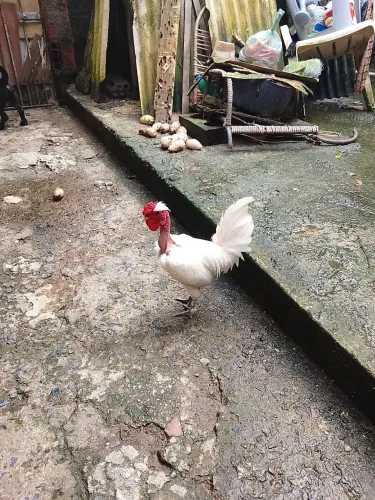 Galinhos ganizer 2 machos 