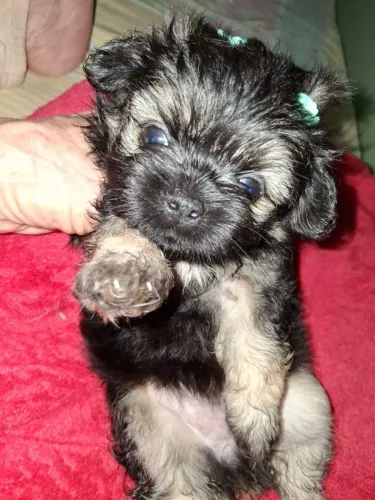 Lhasa apson 