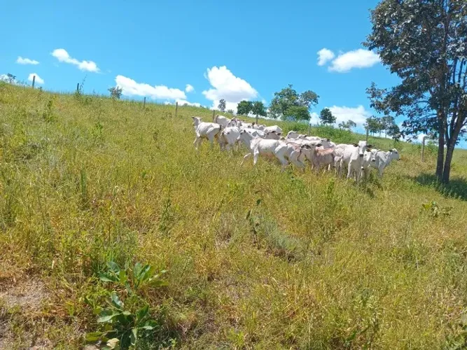 Fazenda Modelo - 48 Alqueires - 230 hectares - R$ 2 Milhões - Pecuaria