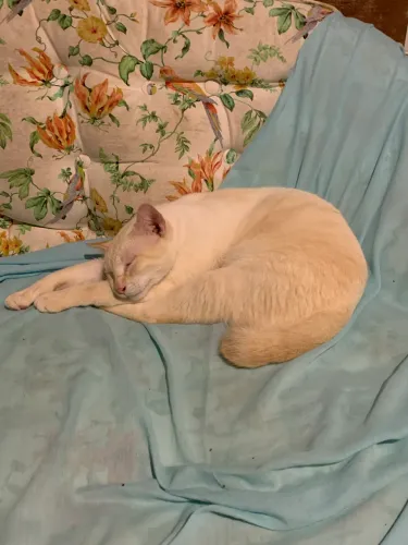 PAGO 1.000,00 PARA TER MEU GATO DE VOLTA CHICO