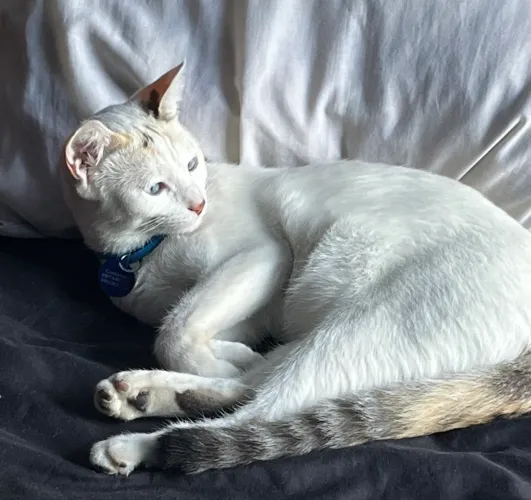 Adoção responsável de gatinhos brancos 