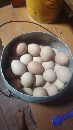 Ovos de Guiné do grande e perua 