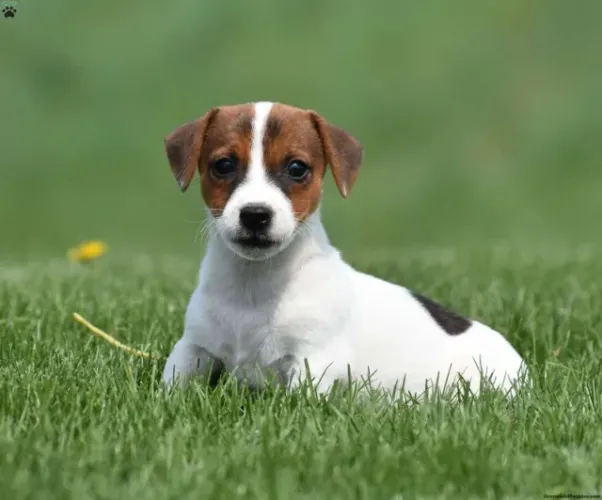 ?Jack Russell Terrier filhotes disponíveis agora?