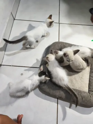 Gatinhos - adoção responsável