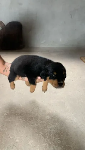 Cachorro rottweiler americano