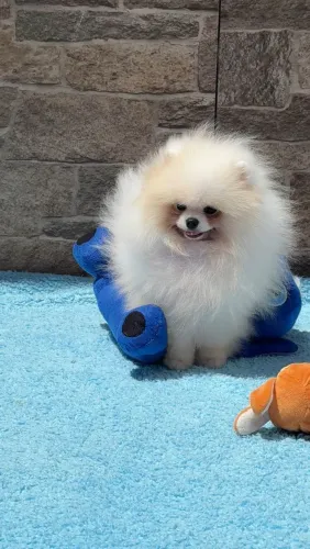 Lulu da Pomerânia 