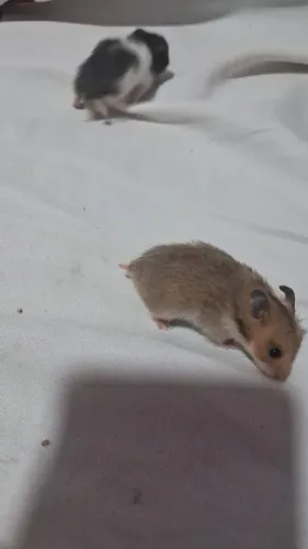 Hamster