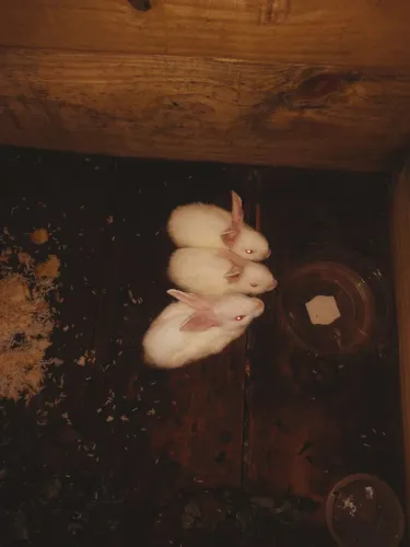 Vende se coelhos