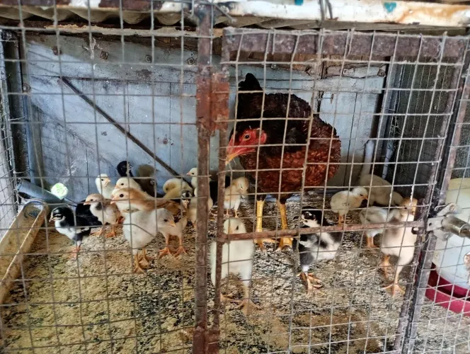 Galinha Índia com 23 pintinhos