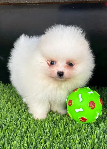 Spitz alemão Lulu da pomerania