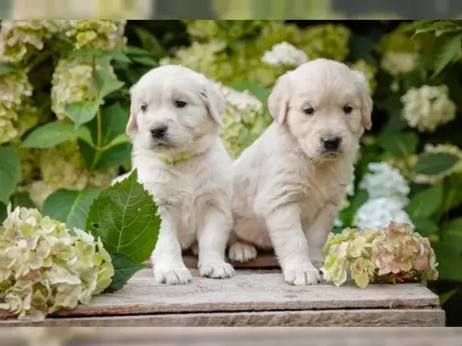 Bebezinho temperamento tranquilo Golden Retriever