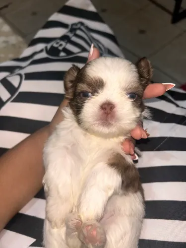 Filhote shih tzu  macho 