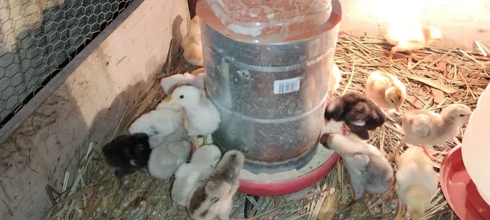 Vendo pintinhos caipira