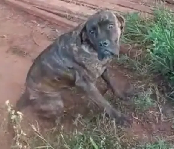 Cane corso
