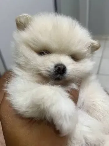 Lulu-da-pomerânia - Doação (Spitz Alemão)