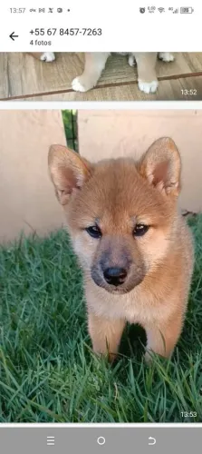 Lindos filhotes de shiba inu disponível