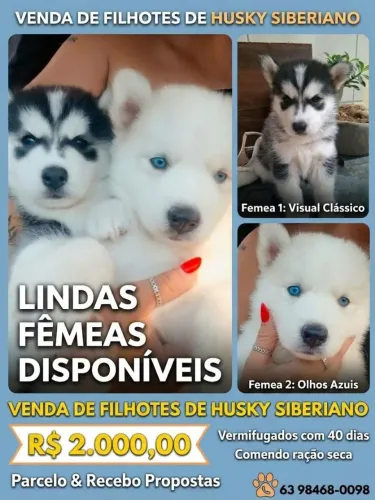 Husky Siberiano