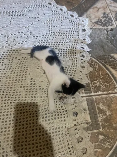 DOAÇÃO DE GATINHO