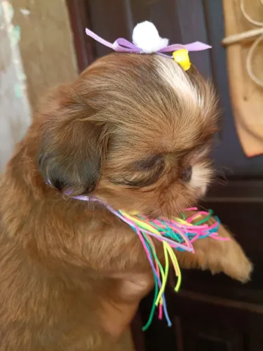 Fêmea shih tzu Rio de janeiro