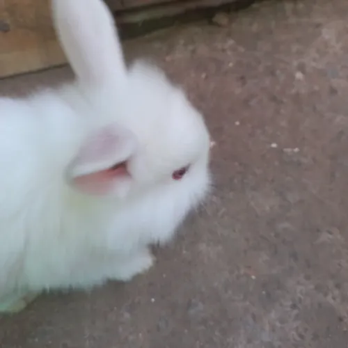 Filhotes de coelhos