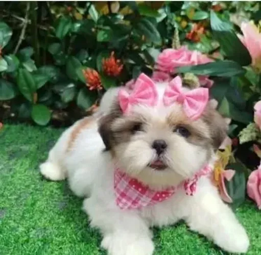 Shih Tzu Doguinho especial disponível para reserva