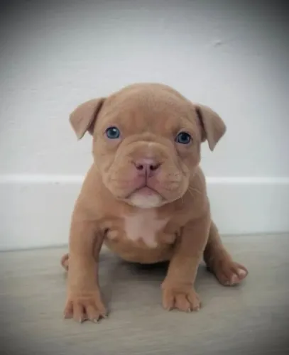 Filhotes Pitbull