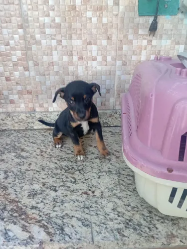 Pinscher Zerinho Linda Fêmea
