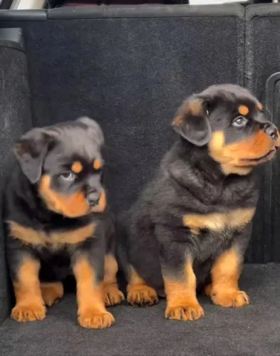 Rottweiler Esse cachorro tem um jeito único de demonstrar carinho