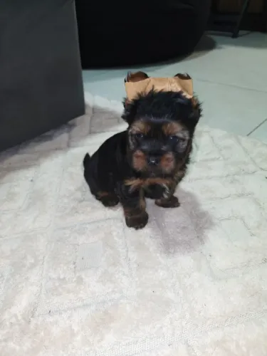 Yorkshire Terrier Macho